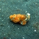 Flasher Scorpionfish