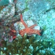 Multipore Sea Star