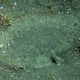 Hook-nosed Sole