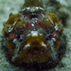 Flasher Scorpionfish
