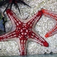 Red-knobbed Sea Star