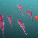 Long-finned Squid