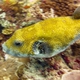 Blue-spotted Puffer