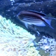 Black-striped Angelfish