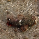 Poss's Scorpionfish