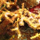Gorgonian Sea Fans