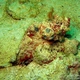 Bandtail Scorpionfish