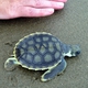 Flatback Turtle