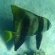 Longfin Batfish (juvenile)