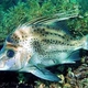 Yellow-spotted Boarfish
