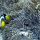  Yellow Clownfish