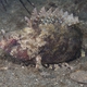 False Scorpionfish