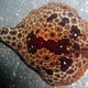 Red Sidegill Sea Slug