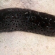 Eyed Sea Cucumber