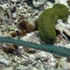 Herrmann's Sea Cucumber
