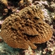 Hump Coral