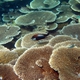 Lattice Coral