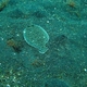 Largescale Flounder