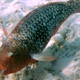 Redlip Parrotfish
