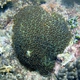 Bristle Coral