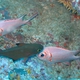 Whitetip Soldierfish