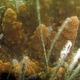 Corals of Tonga to be indentified