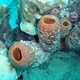 Bonaire corals etc to be identified