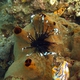 Common Lionfish (Juvenile)