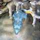 Black-spotted Puffer