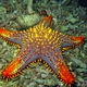 Honeycomb Sea Star