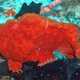 Commerson's Frogfish