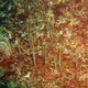Rigid Shrimpfish