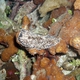 Spotted Flatworm