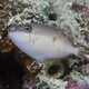Halfmoon Triggerfish (Juvenile)