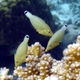 Red Sea Longnose Filefish