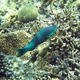 Bridled Parrotfish