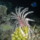Indian Feather Star