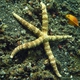 Tuber Sea Star