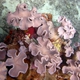 Elephant Ear Coral