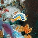 Magnifa Nudibranch