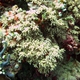 Bottlebrush Coral