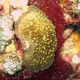 Common Mushroom Coral
