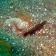 Barred Shrimpgoby
