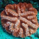 Radiant Coral