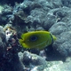 Blue-lashed Butterflyfish