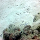 Highfin Grouper
