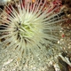 Flower Tube Anemone