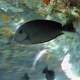 Roundspot Surgeonfish (juvenile)