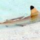 Blacktip Reef Shark (Juvenile)