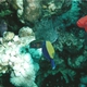 Bluetail Trunkfish
